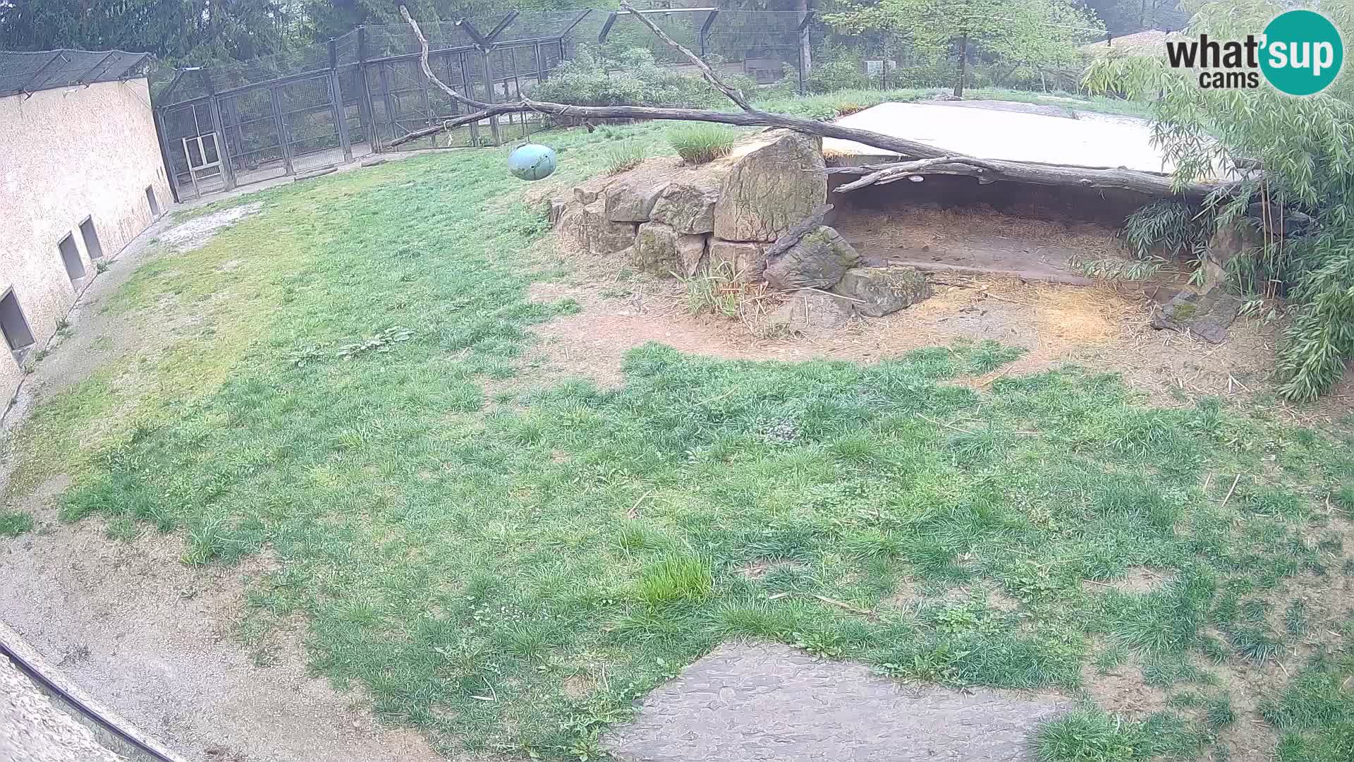 LEONE live Webcam nello zoo di Lubiana – Slovenia
