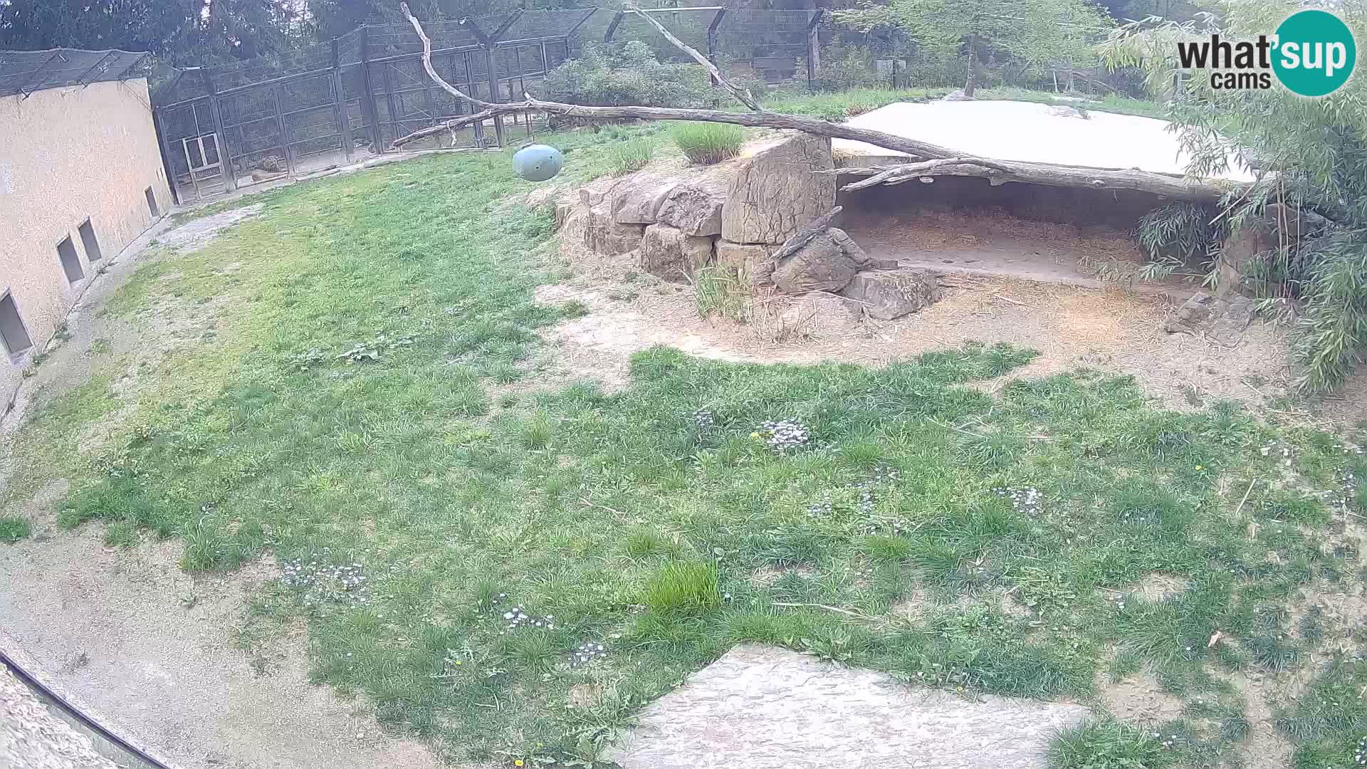 LION webcam en direct du zoo de Ljubljana – Slovénie