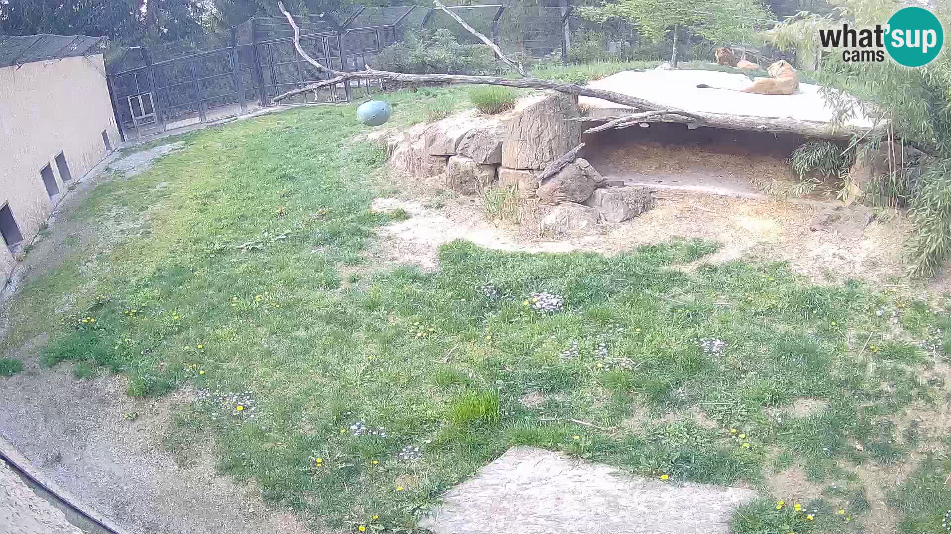 Löwe live Webcam im Zoo von Ljubljana – Slowenien