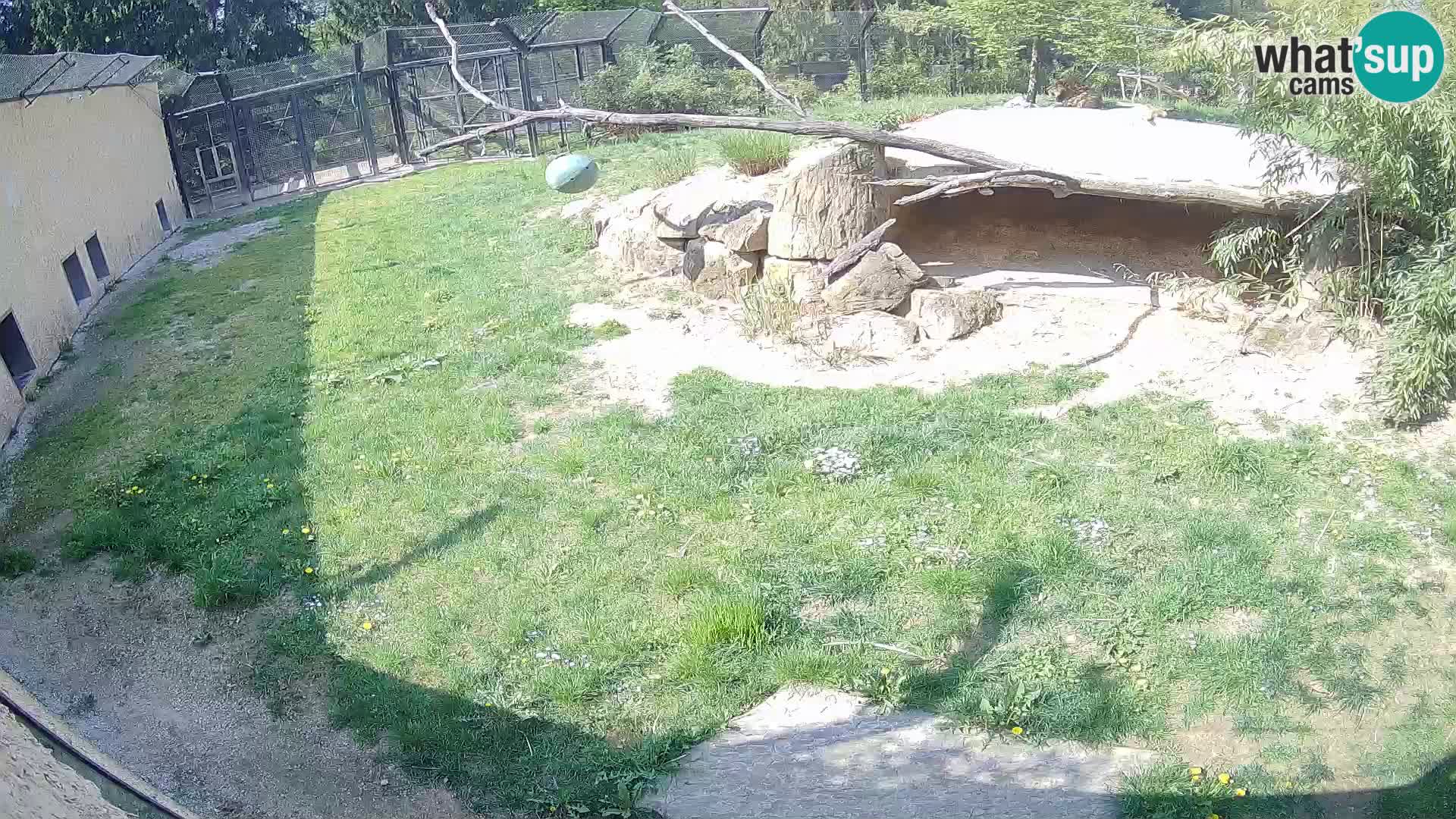 LION live Webcam in Ljubljana Zoo – Slovenia