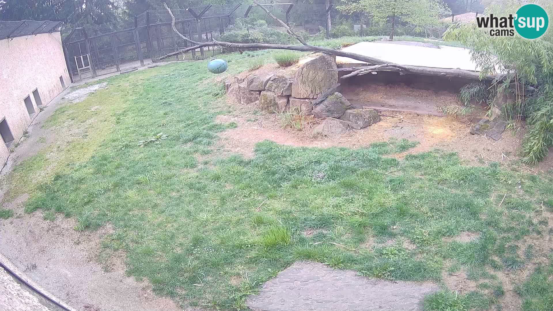 LION webcam en direct du zoo de Ljubljana – Slovénie