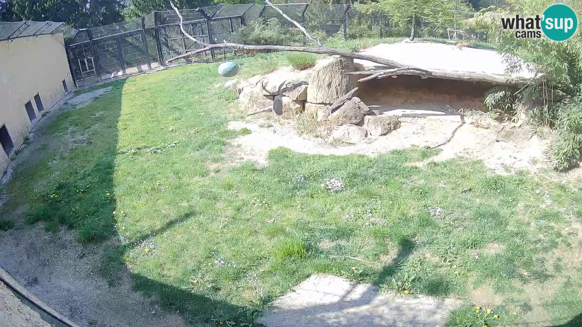 LION webcam en direct du zoo de Ljubljana – Slovénie
