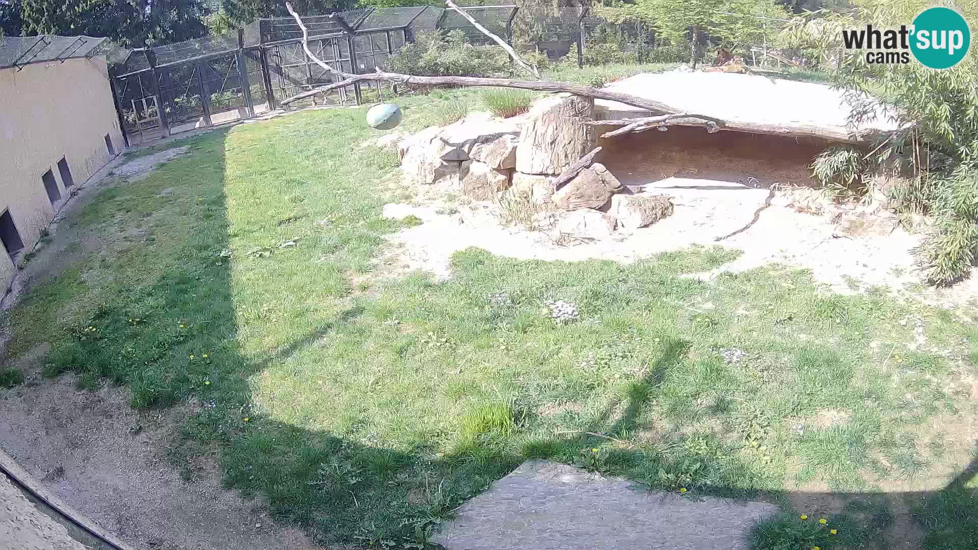 Löwe live Webcam im Zoo von Ljubljana – Slowenien