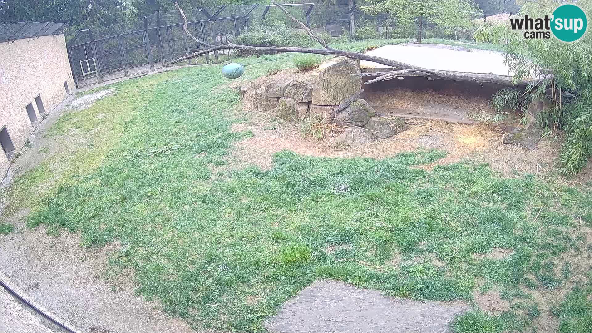 LEONE live Webcam nello zoo di Lubiana – Slovenia