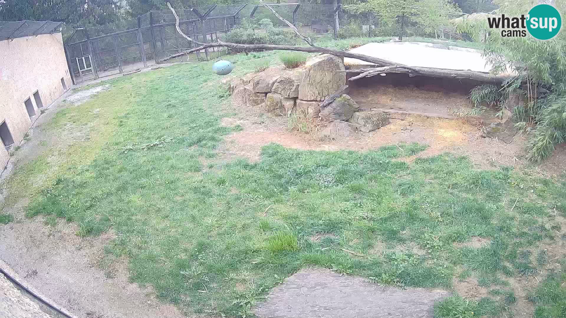 LEVI spletna kamera v živalskem vrtu Ljubljana Zoo