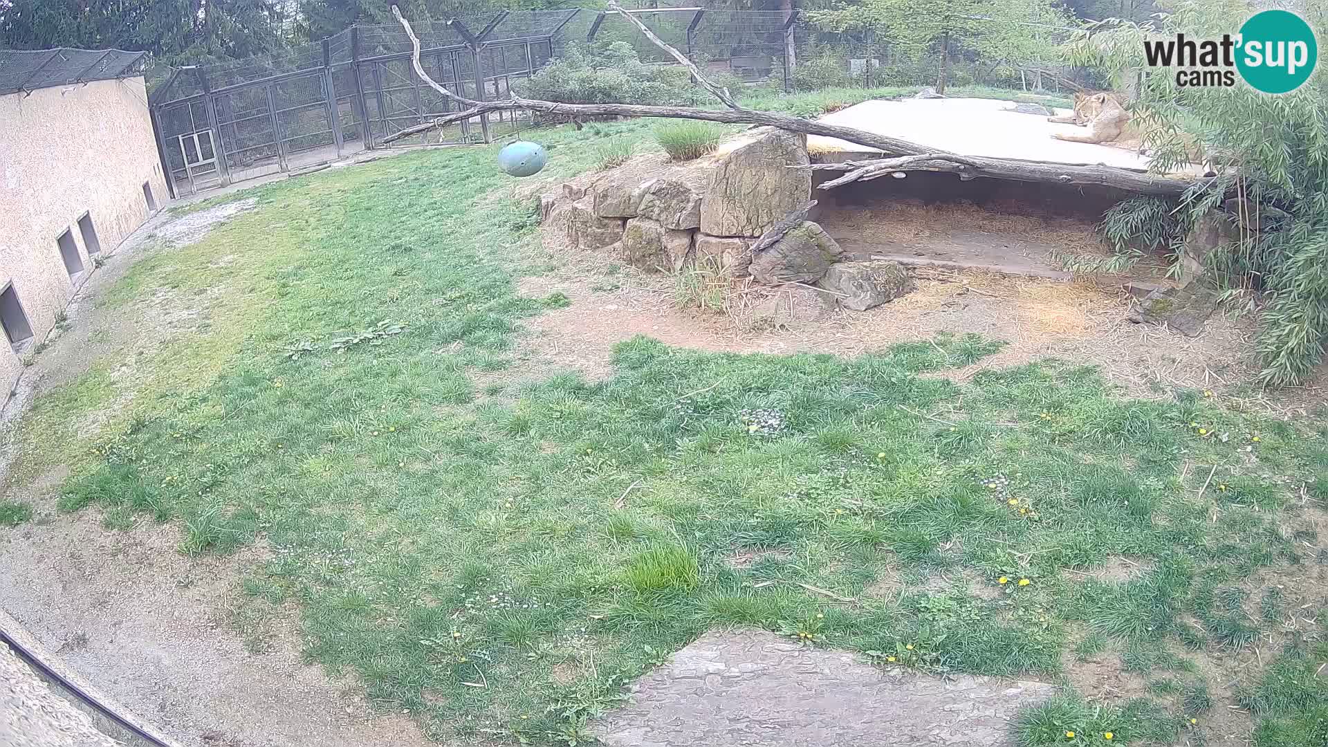 Lavovi web kamera uživo u ljubljanskom zoološkom vrtu – Slovenija