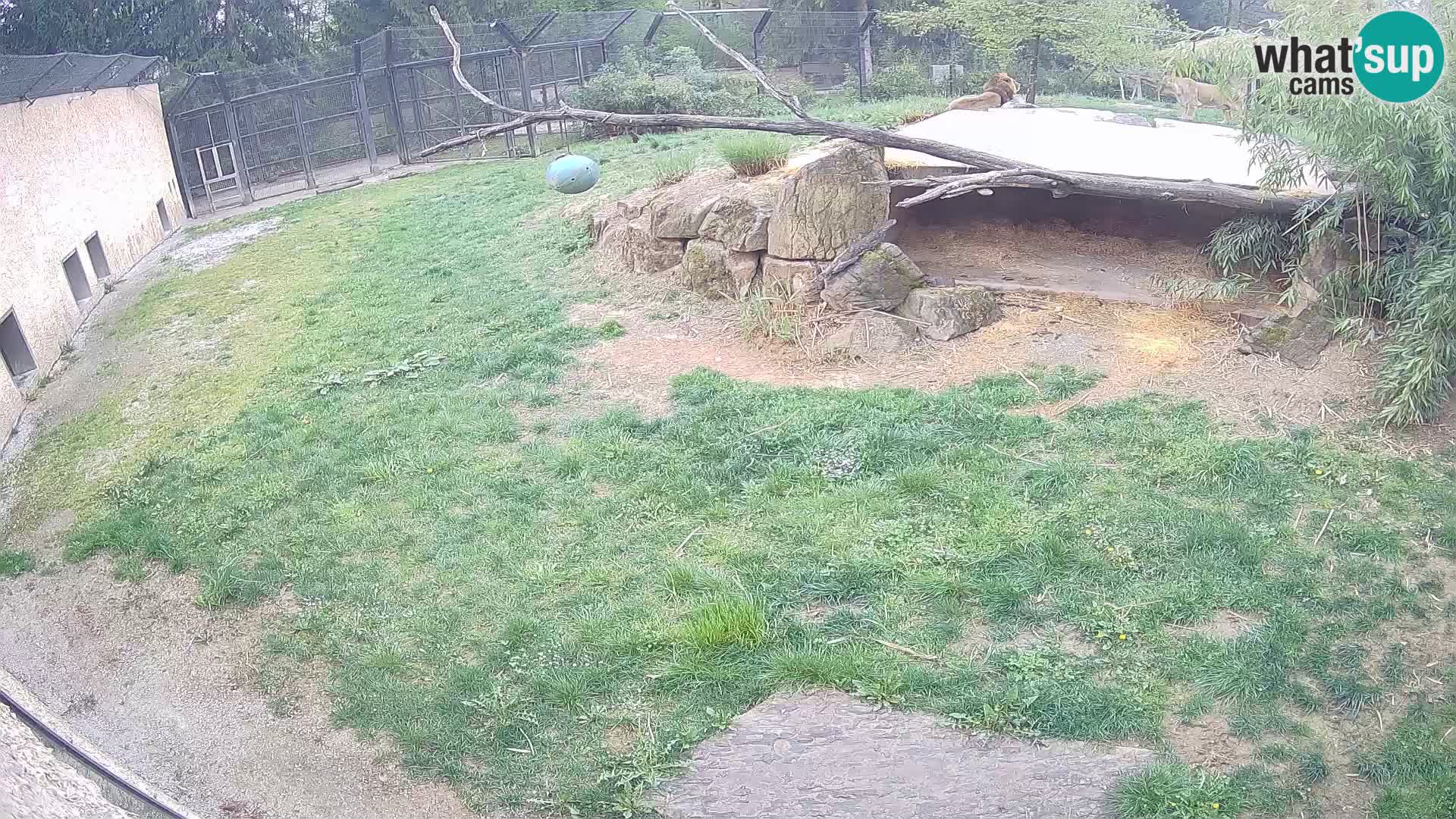 LEON Webcam en vivo en Ljubljana Zoo – Eslovenia