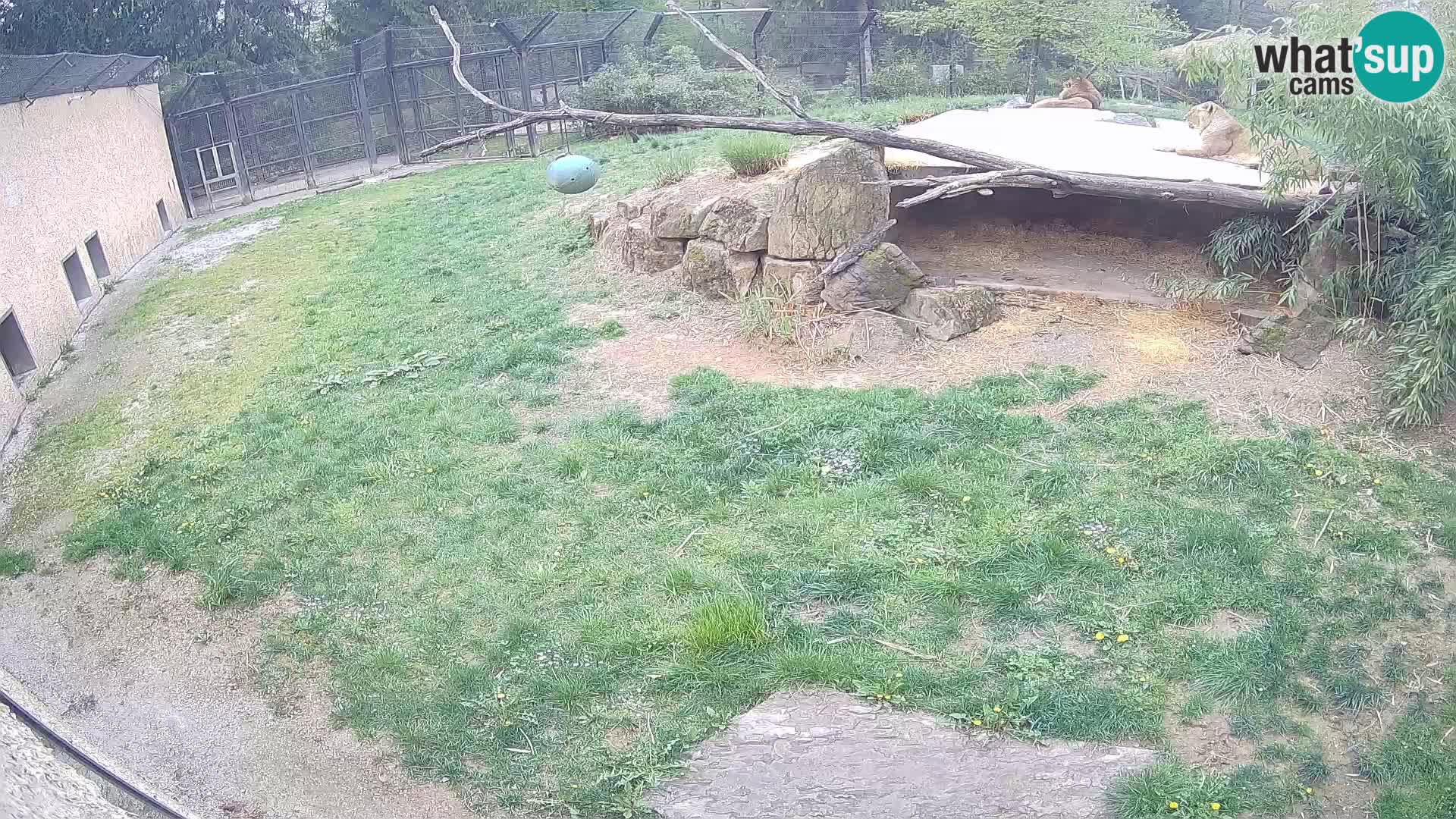 LEONE live Webcam nello zoo di Lubiana – Slovenia