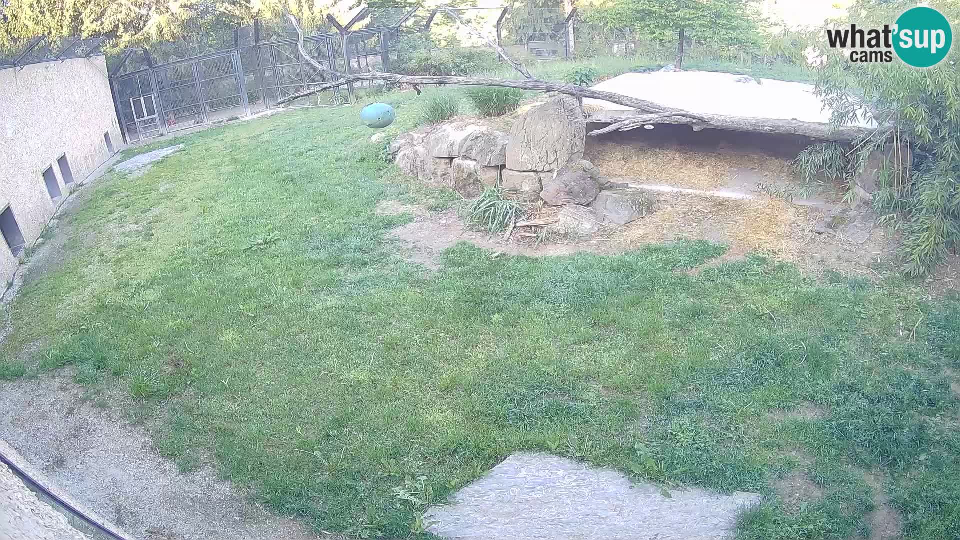 LEONE live Webcam nello zoo di Lubiana – Slovenia