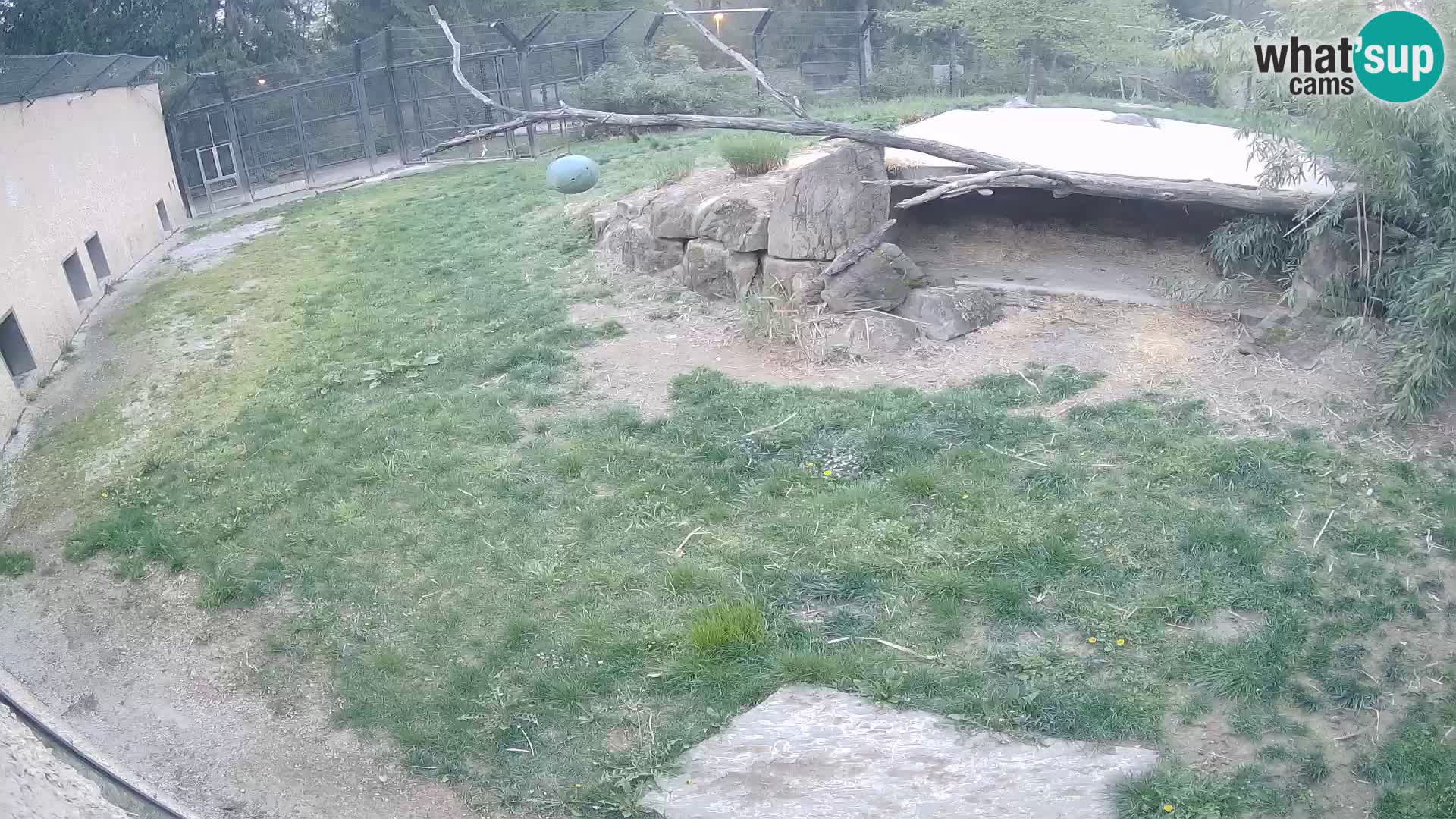 Lavovi web kamera uživo u ljubljanskom zoološkom vrtu – Slovenija