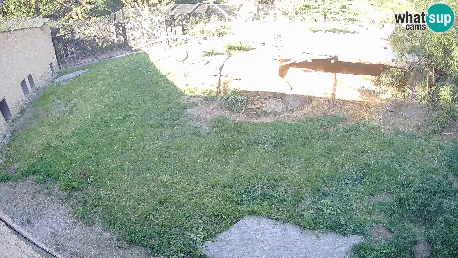 Lavovi web kamera uživo u ljubljanskom zoološkom vrtu – Slovenija