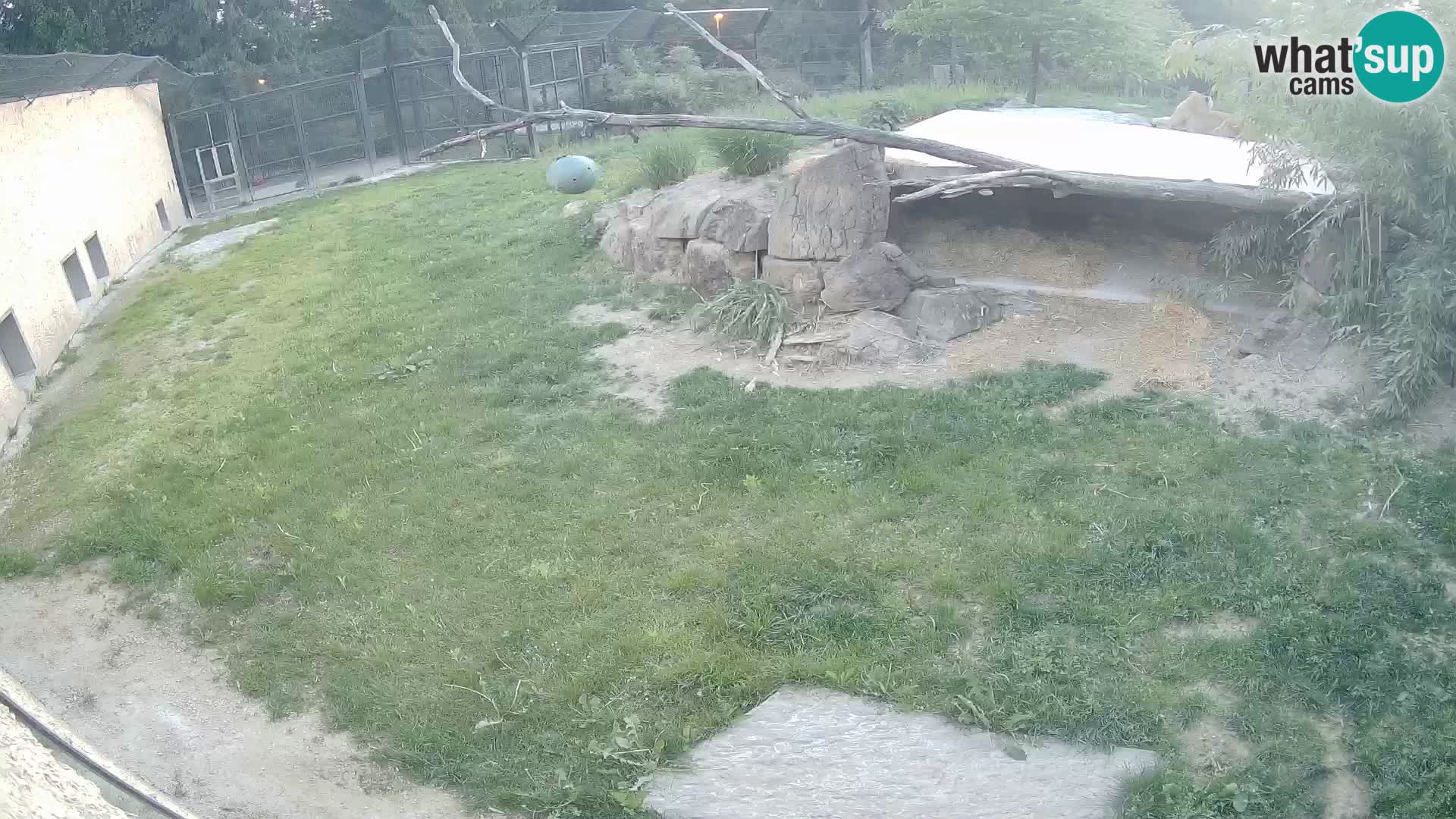LEONE live Webcam nello zoo di Lubiana – Slovenia