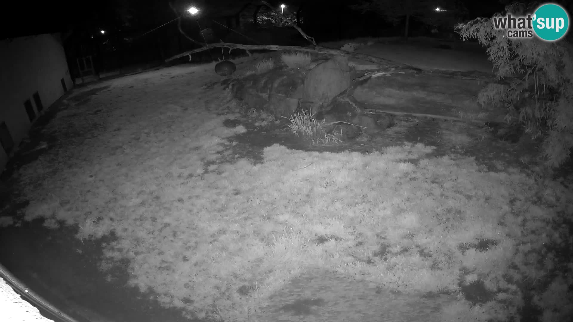 Löwe live Webcam im Zoo von Ljubljana – Slowenien