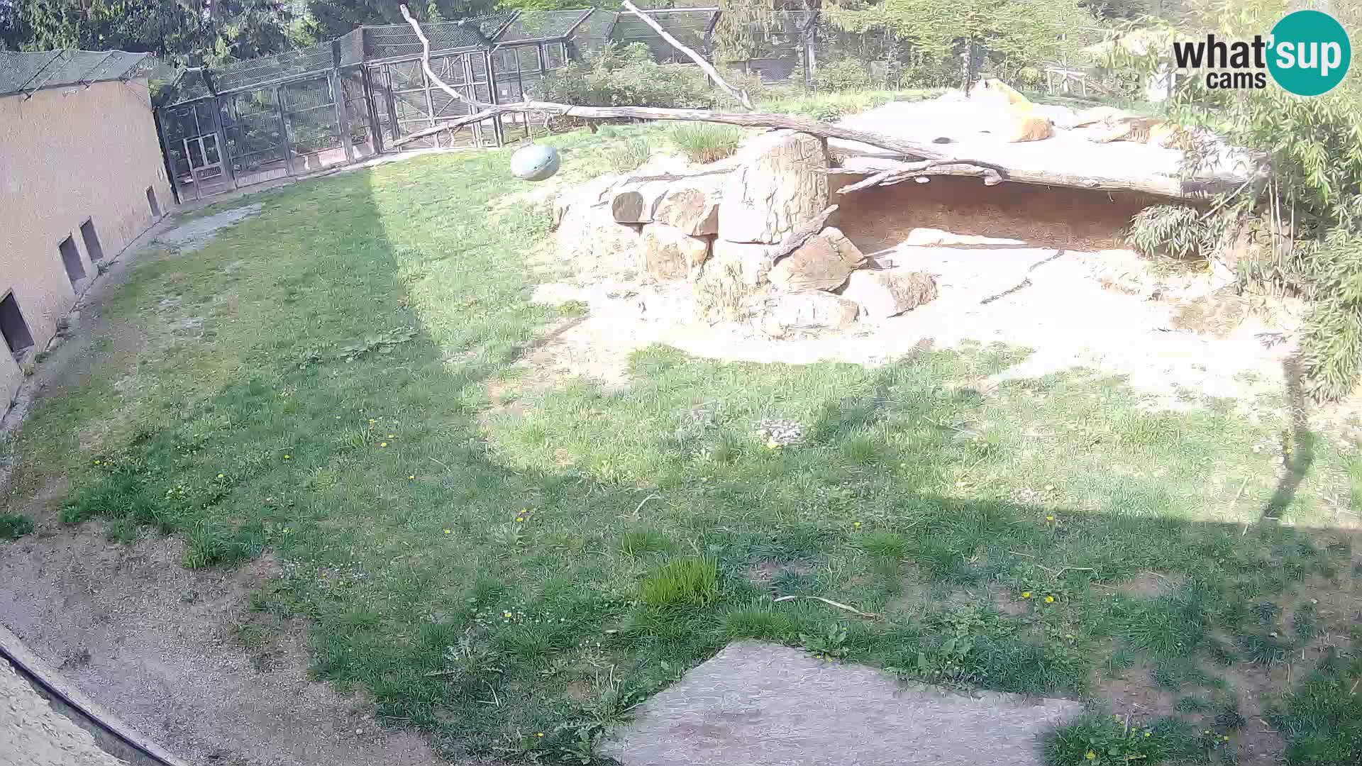 LION live Webcam in Ljubljana Zoo – Slovenia
