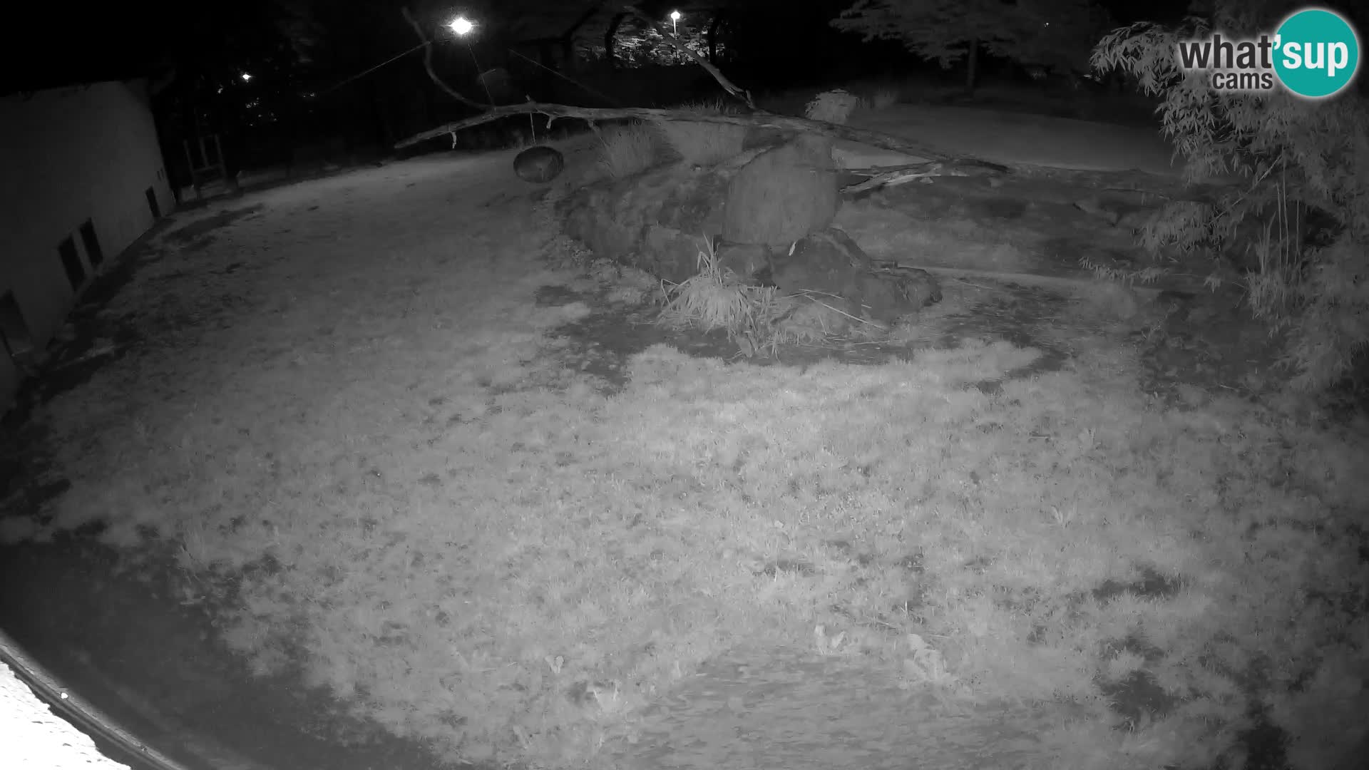 LION live Webcam in Ljubljana Zoo – Slovenia