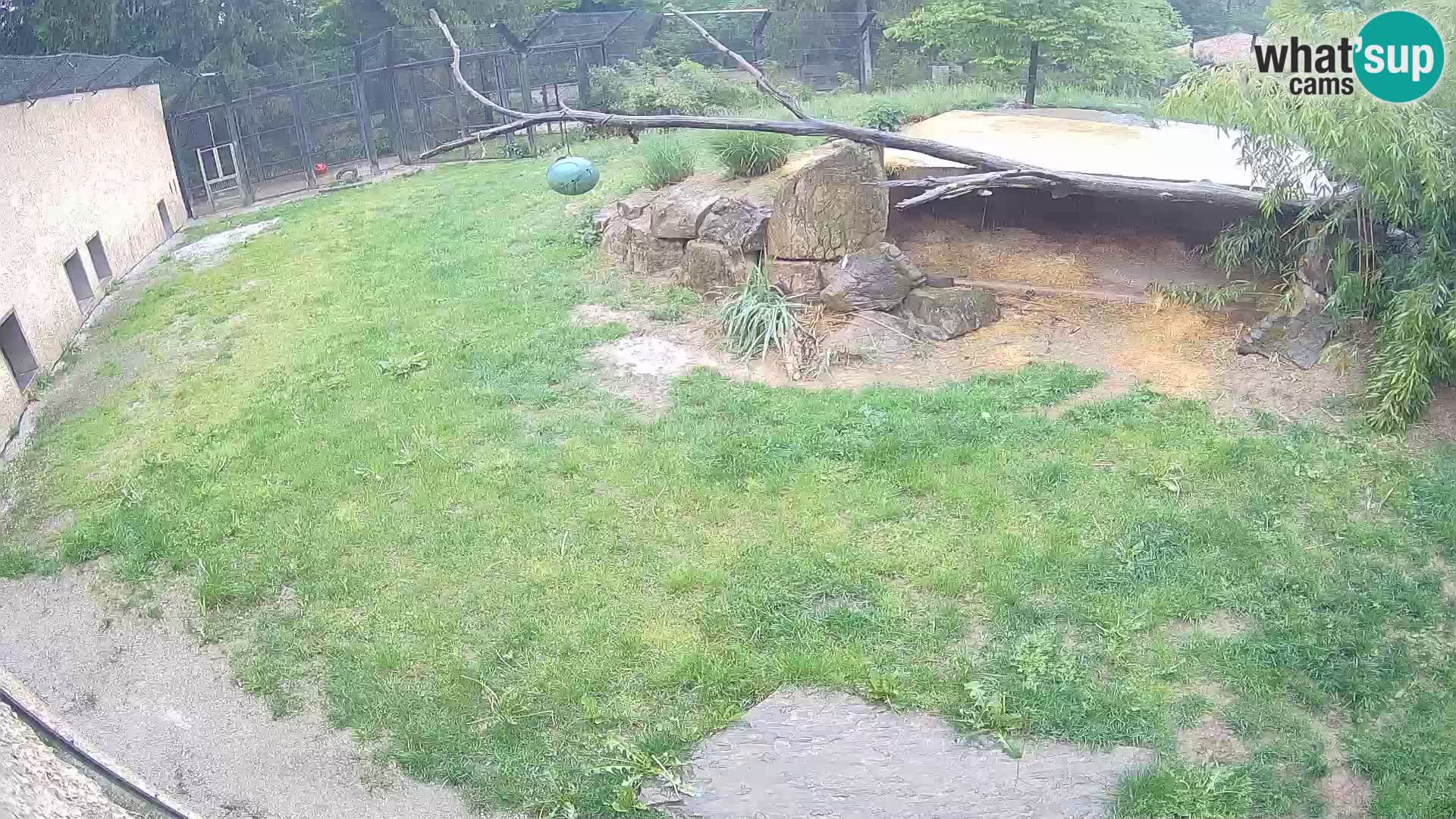 LION webcam en direct du zoo de Ljubljana – Slovénie