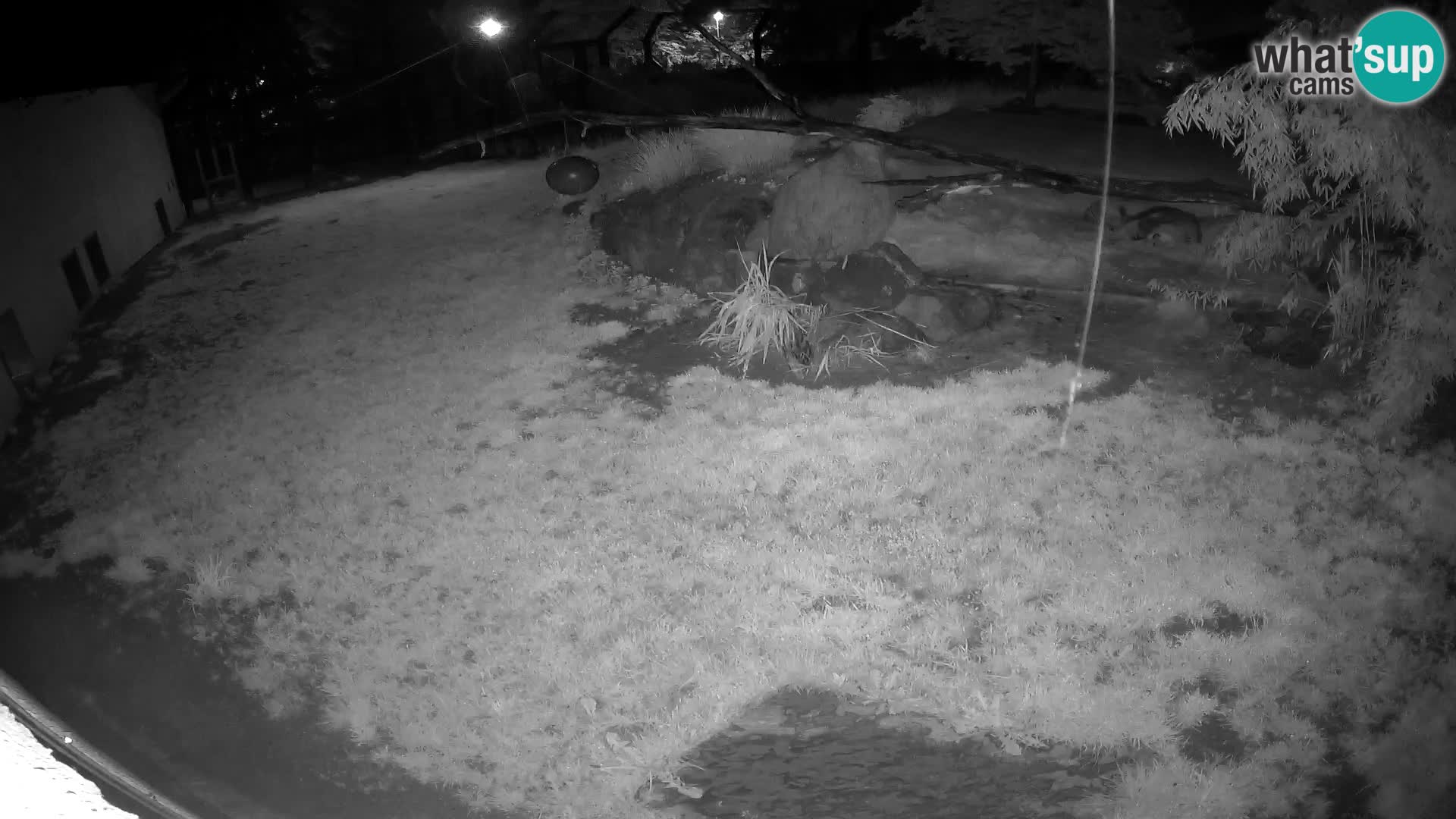 Löwe live Webcam im Zoo von Ljubljana – Slowenien