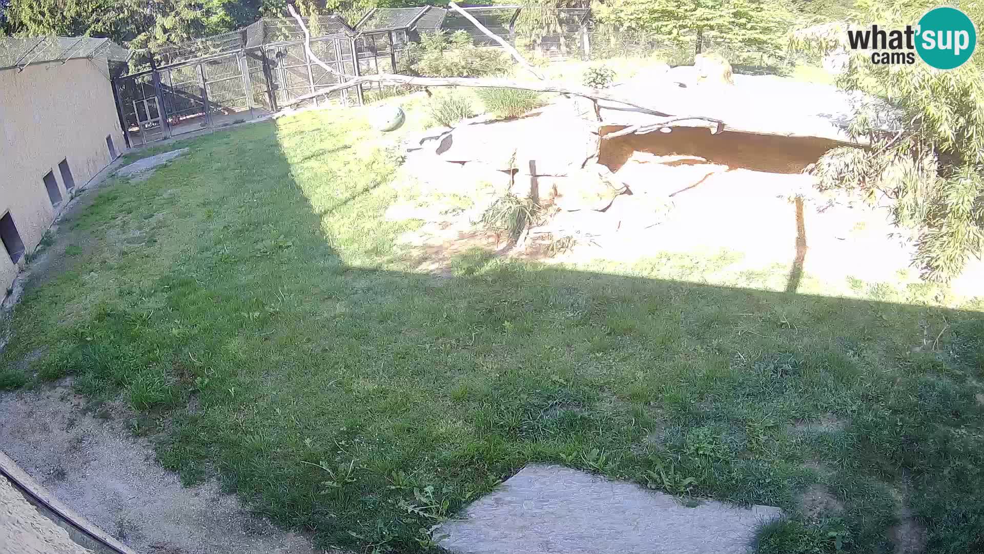LEVI spletna kamera v živalskem vrtu Ljubljana Zoo