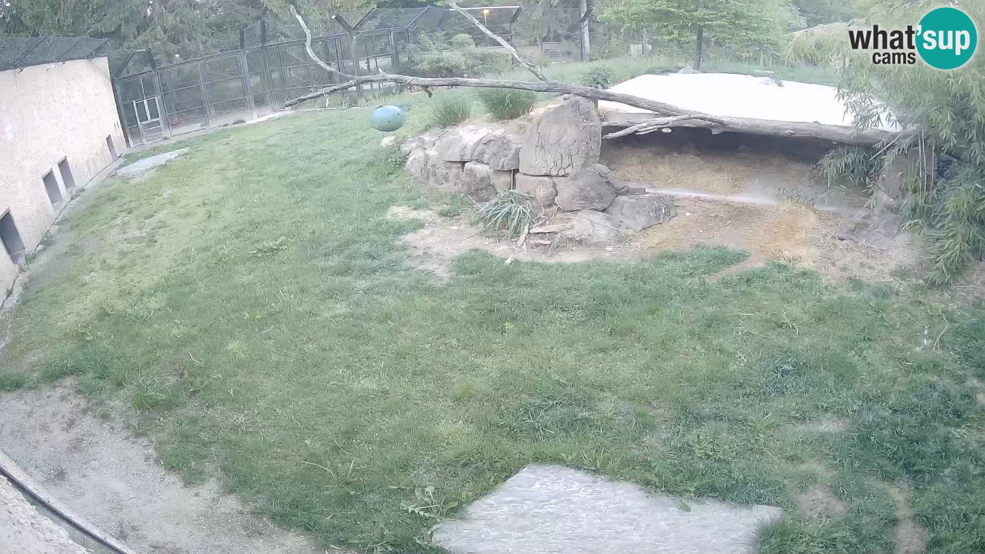 LION live Webcam in Ljubljana Zoo – Slovenia