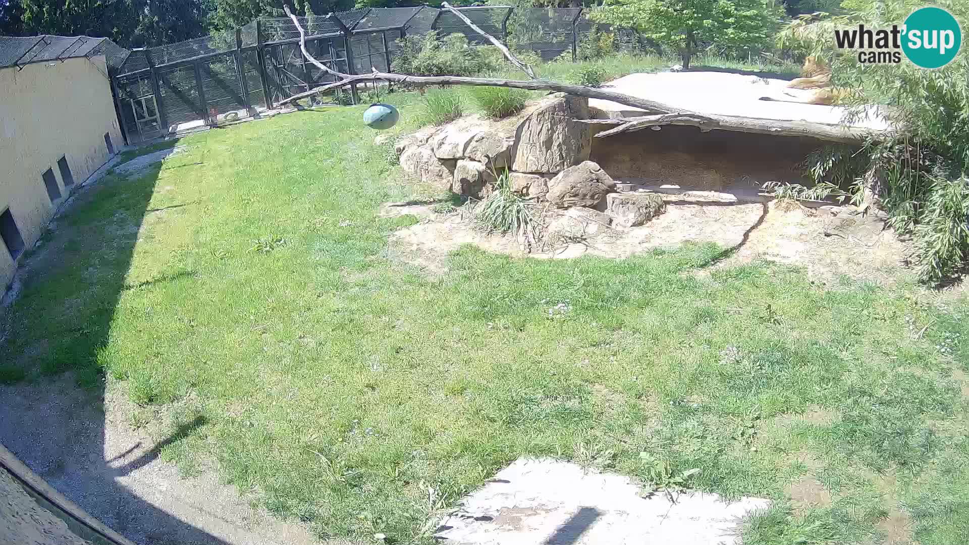 LION webcam en direct du zoo de Ljubljana – Slovénie