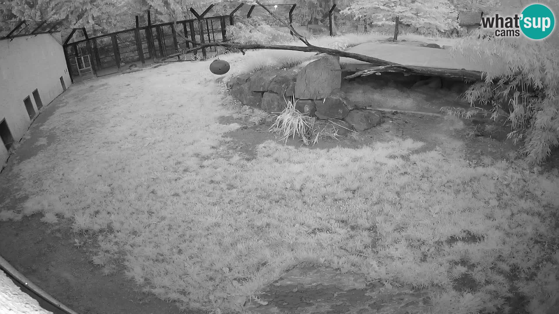 LION webcam en direct du zoo de Ljubljana – Slovénie