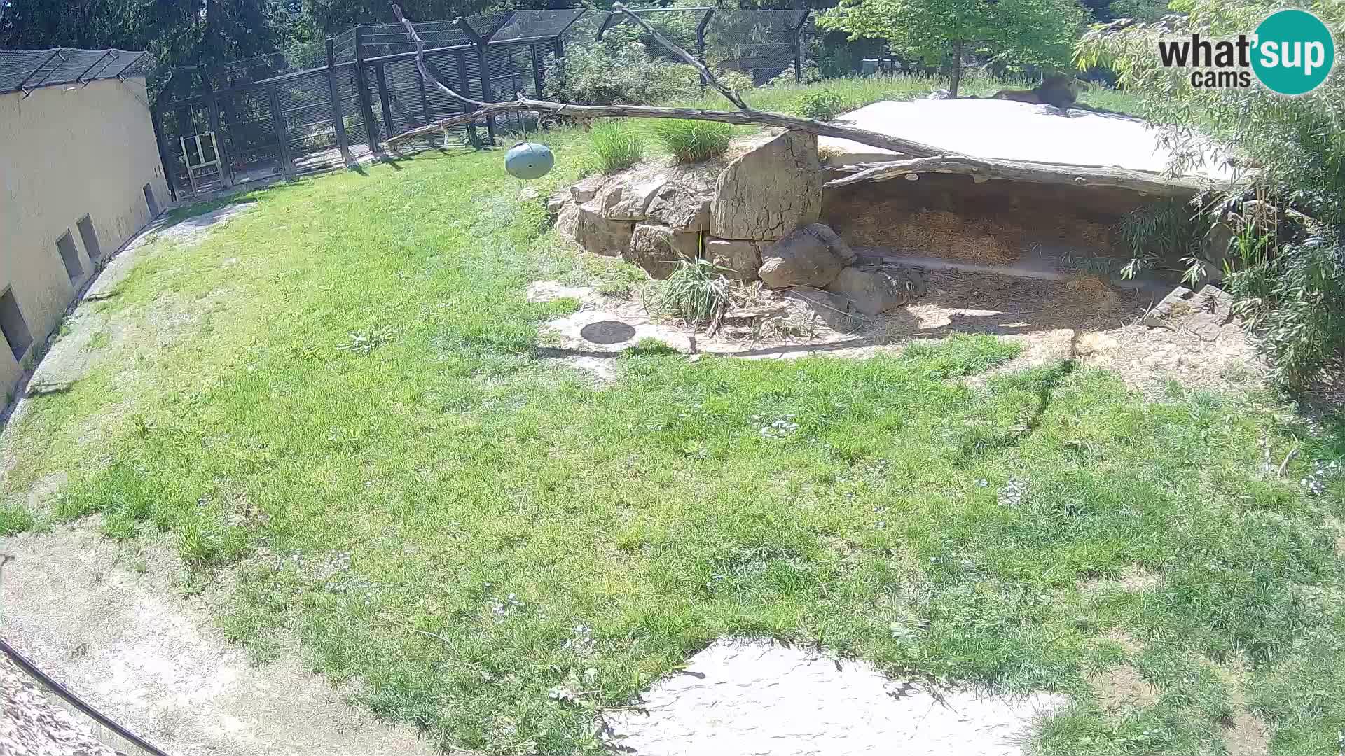 LEON Webcam en vivo en Ljubljana Zoo – Eslovenia