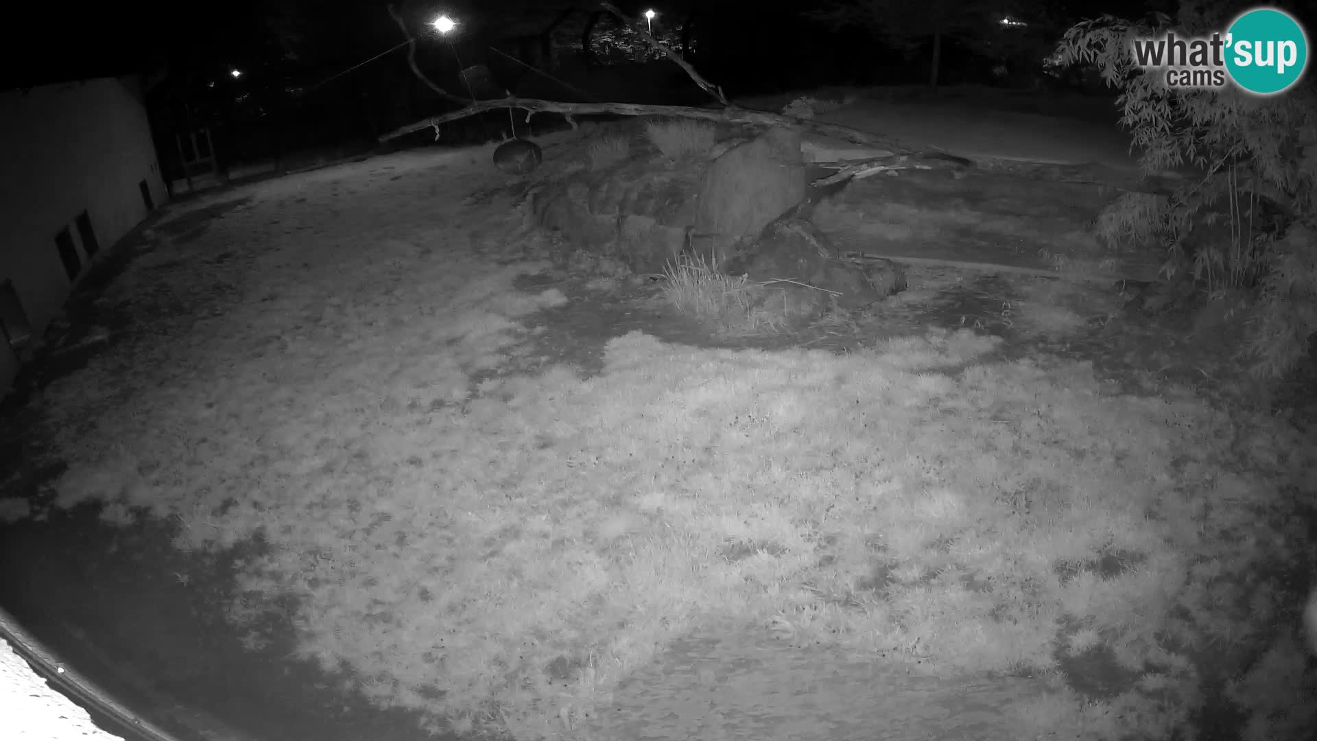 LEON Webcam en vivo en Ljubljana Zoo – Eslovenia