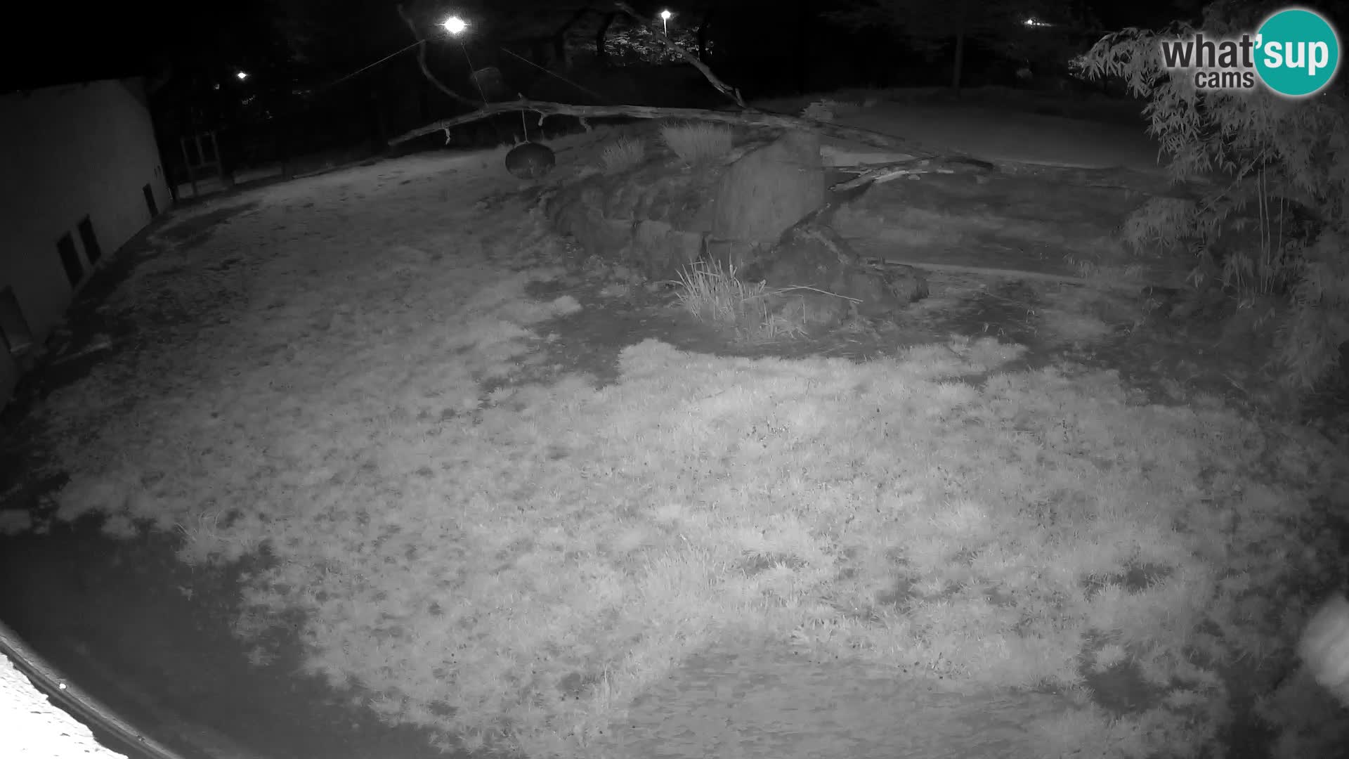 LION live Webcam in Ljubljana Zoo – Slovenia