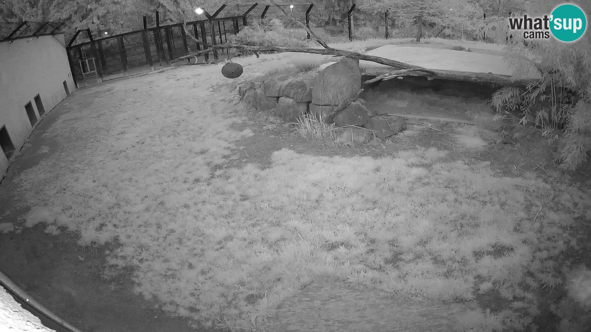 Lavovi web kamera uživo u ljubljanskom zoološkom vrtu – Slovenija