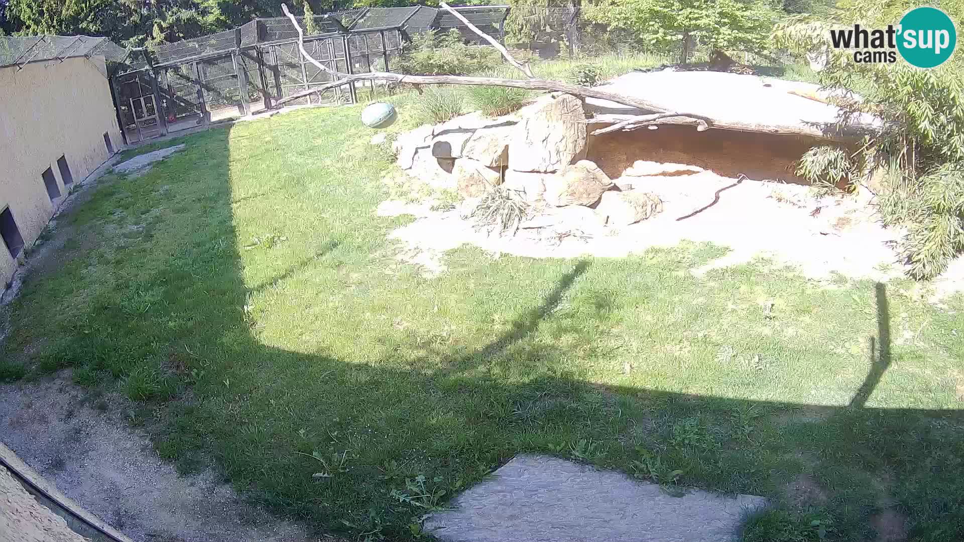 LEONE live Webcam nello zoo di Lubiana – Slovenia