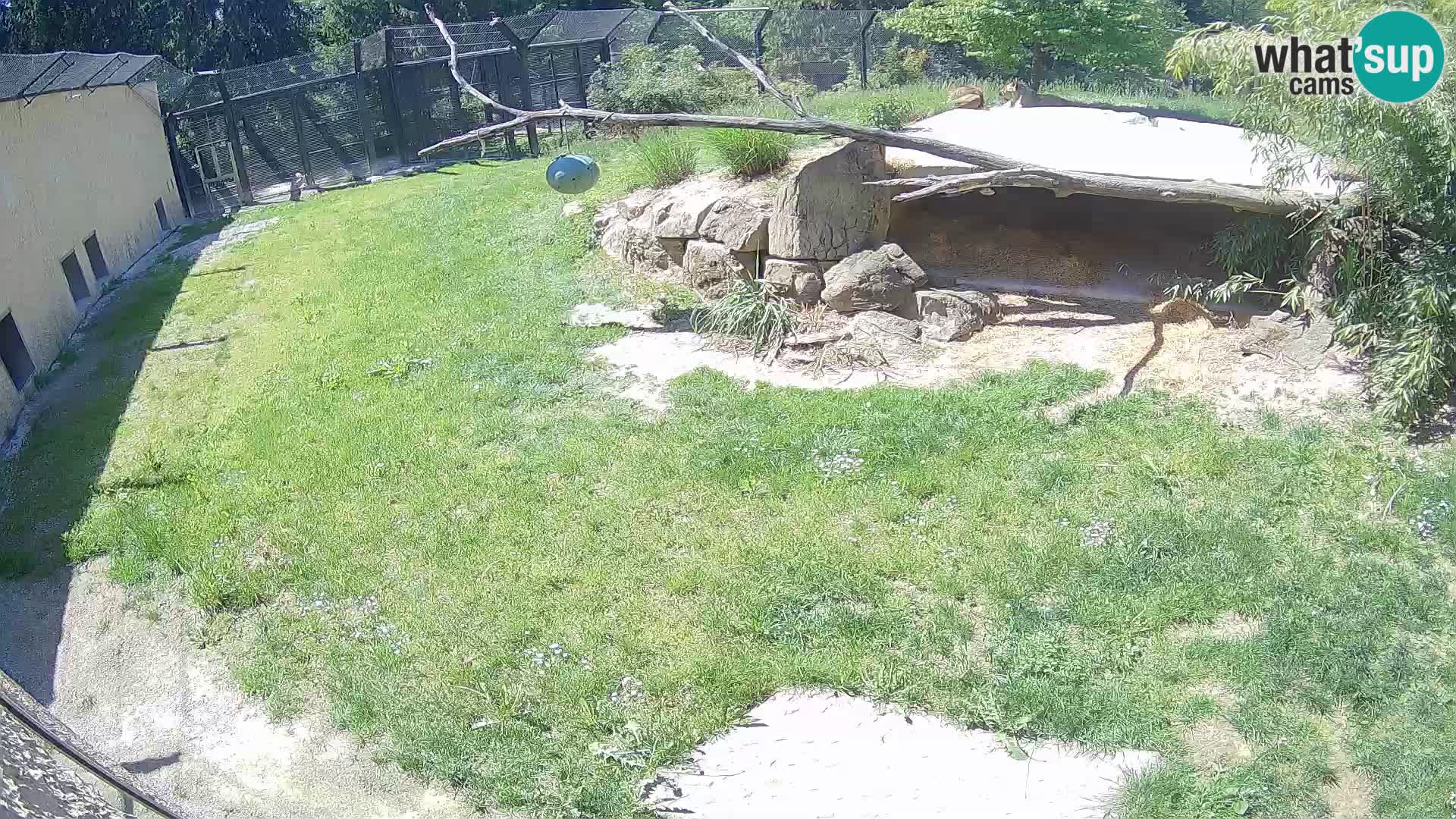 LEONE live Webcam nello zoo di Lubiana – Slovenia