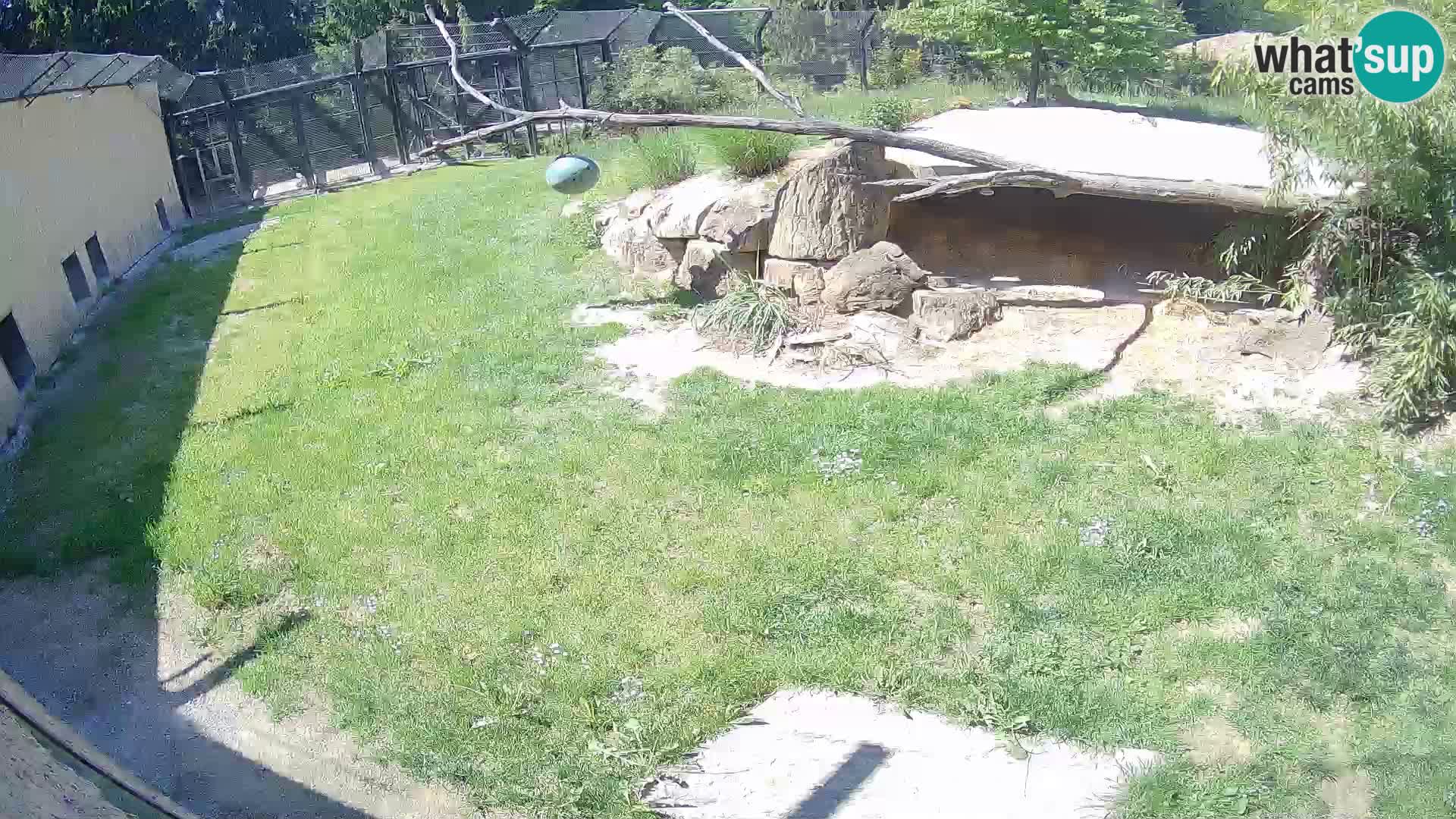 LION live Webcam in Ljubljana Zoo – Slovenia