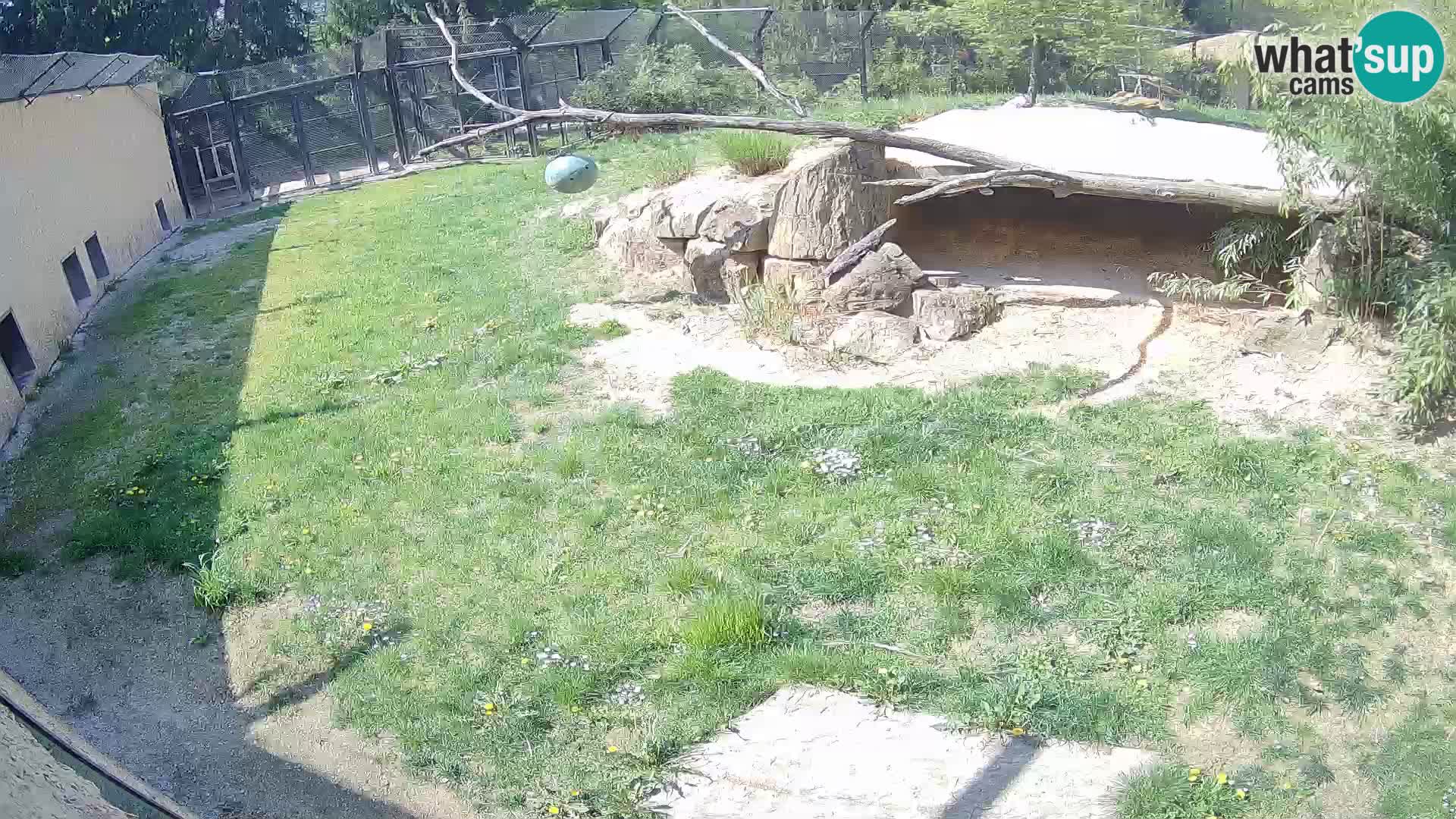 Löwe live Webcam im Zoo von Ljubljana – Slowenien
