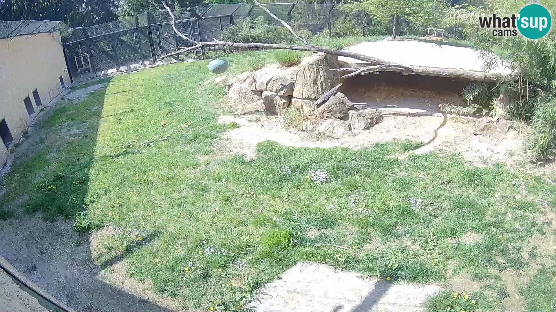 LEVI spletna kamera v živalskem vrtu Ljubljana Zoo
