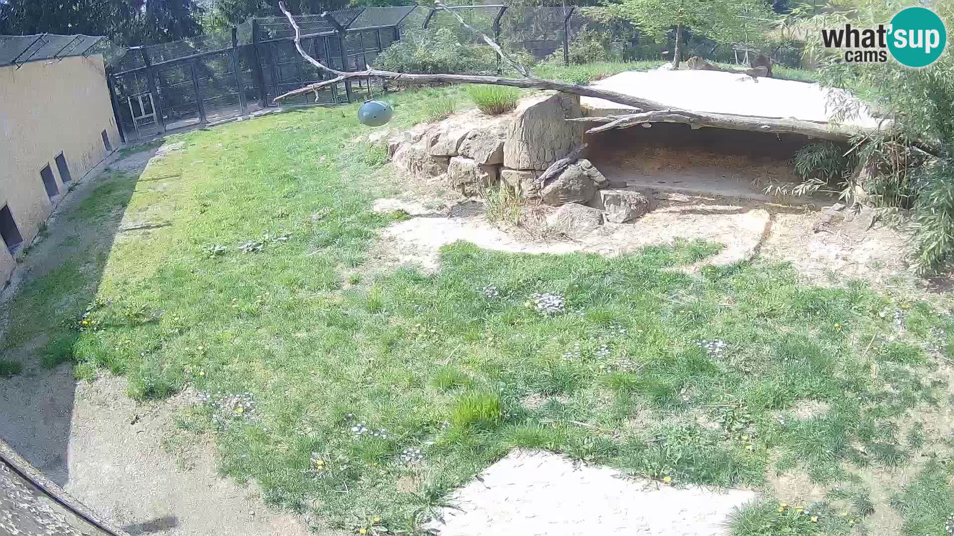 LEVI spletna kamera v živalskem vrtu Ljubljana Zoo