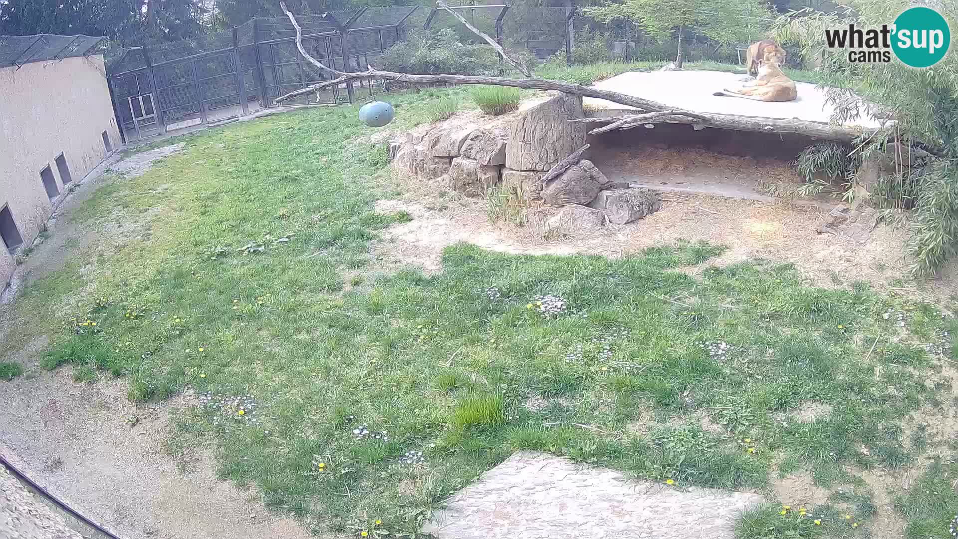 LEONE live Webcam nello zoo di Lubiana – Slovenia