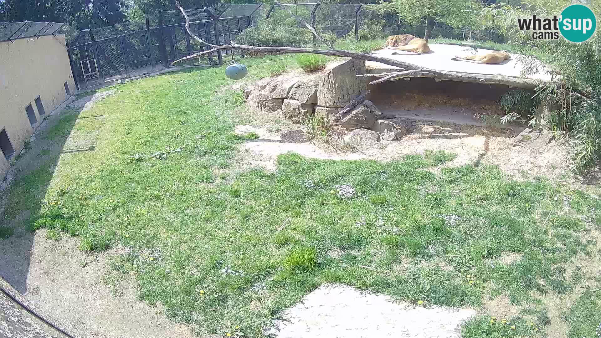 LION webcam en direct du zoo de Ljubljana – Slovénie
