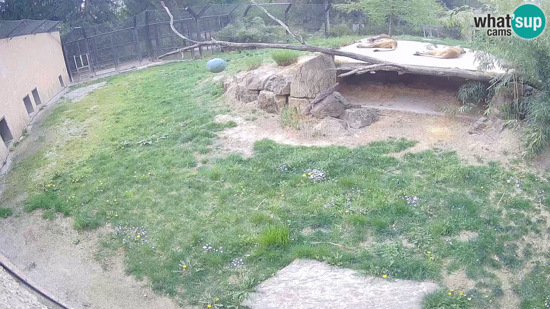 Löwe live Webcam im Zoo von Ljubljana – Slowenien