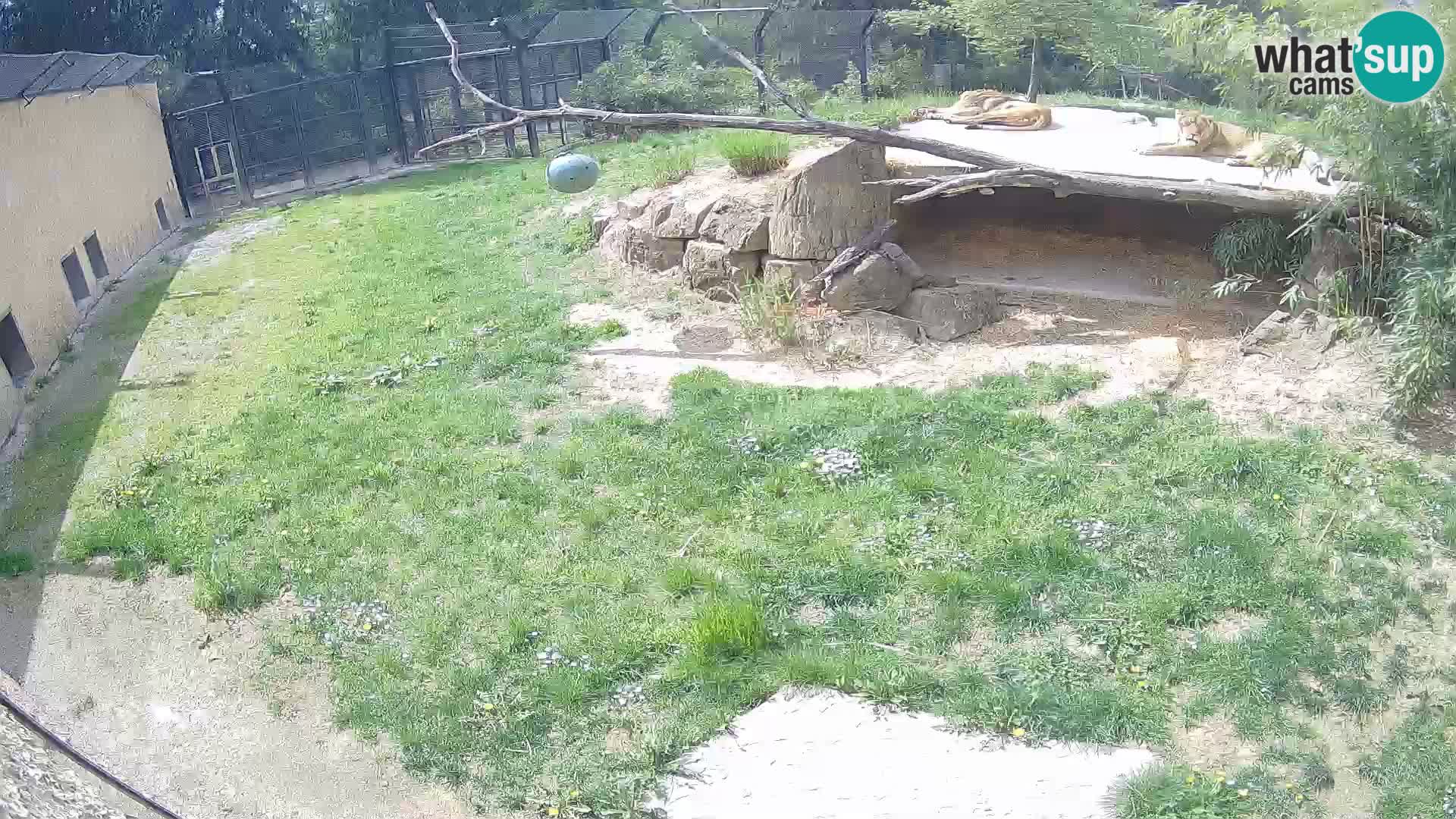 LEON Webcam en vivo en Ljubljana Zoo – Eslovenia