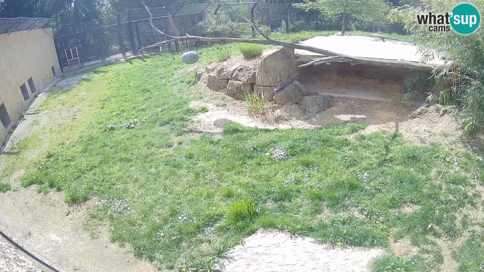 LION live Webcam in Ljubljana Zoo – Slovenia