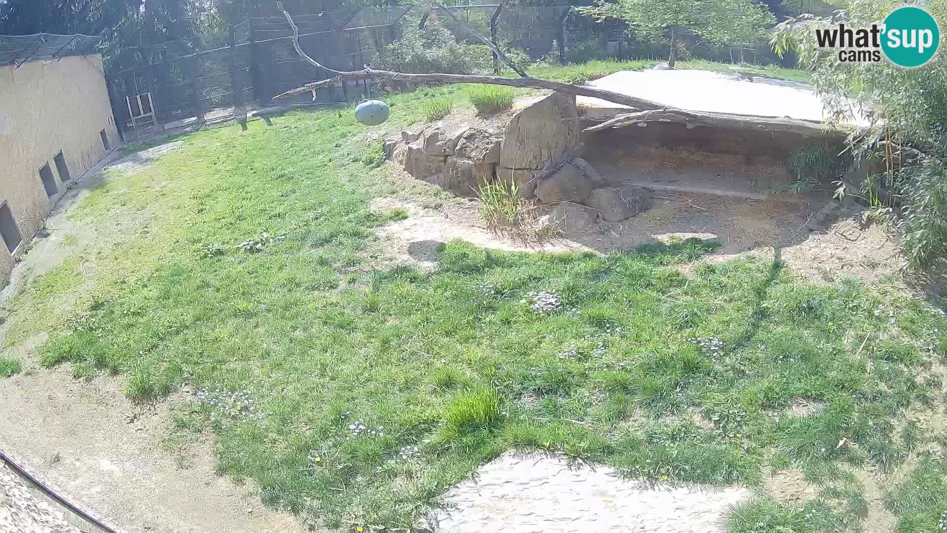 LION webcam en direct du zoo de Ljubljana – Slovénie