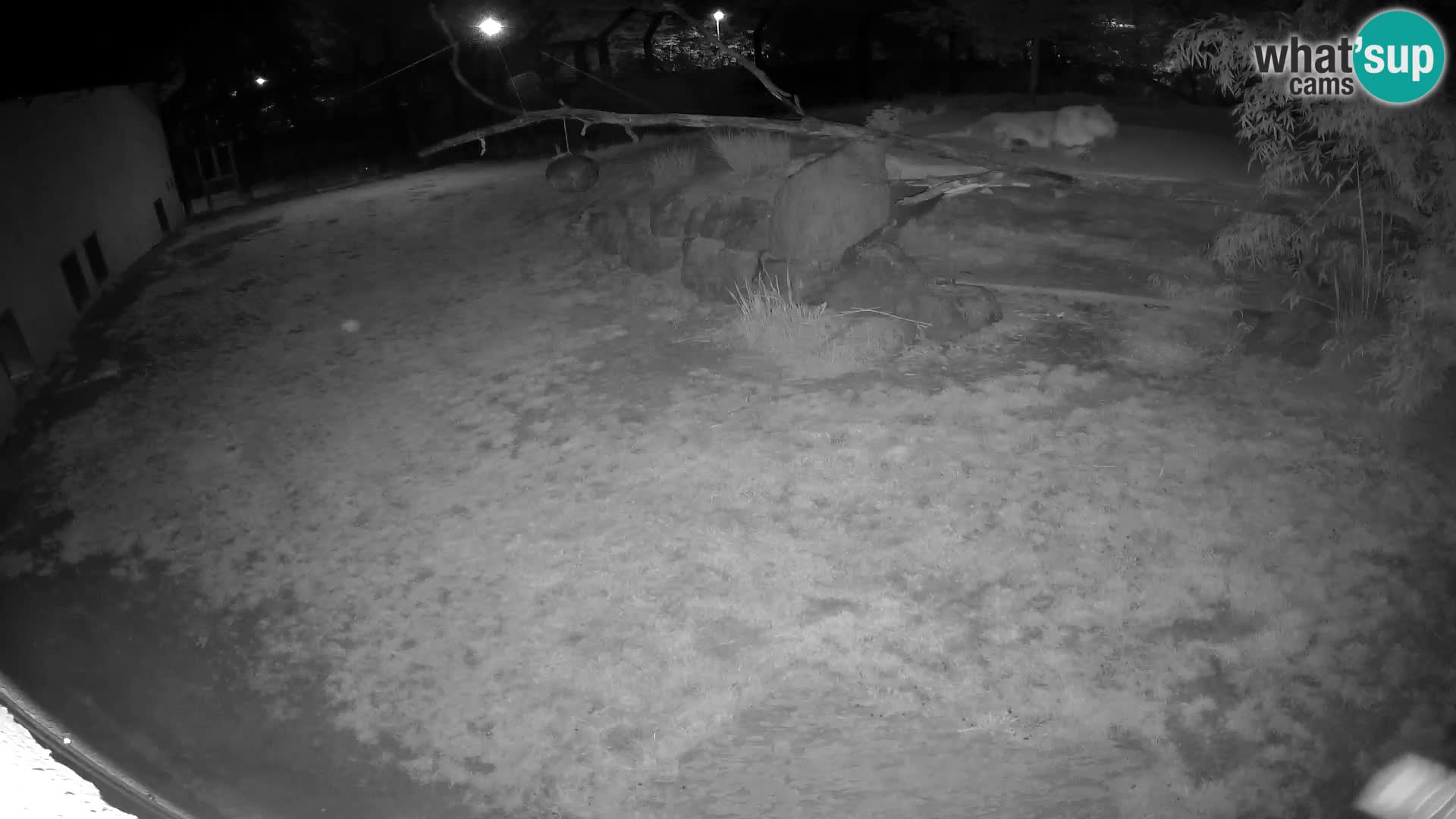 LEON Webcam en vivo en Ljubljana Zoo – Eslovenia