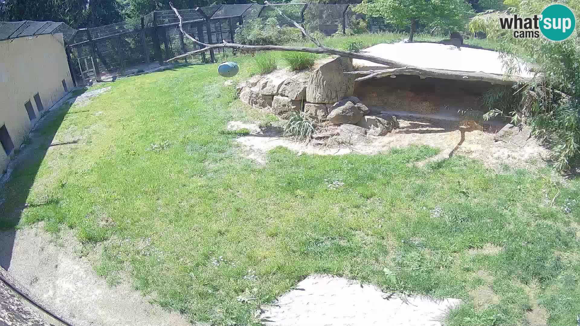 Löwe live Webcam im Zoo von Ljubljana – Slowenien