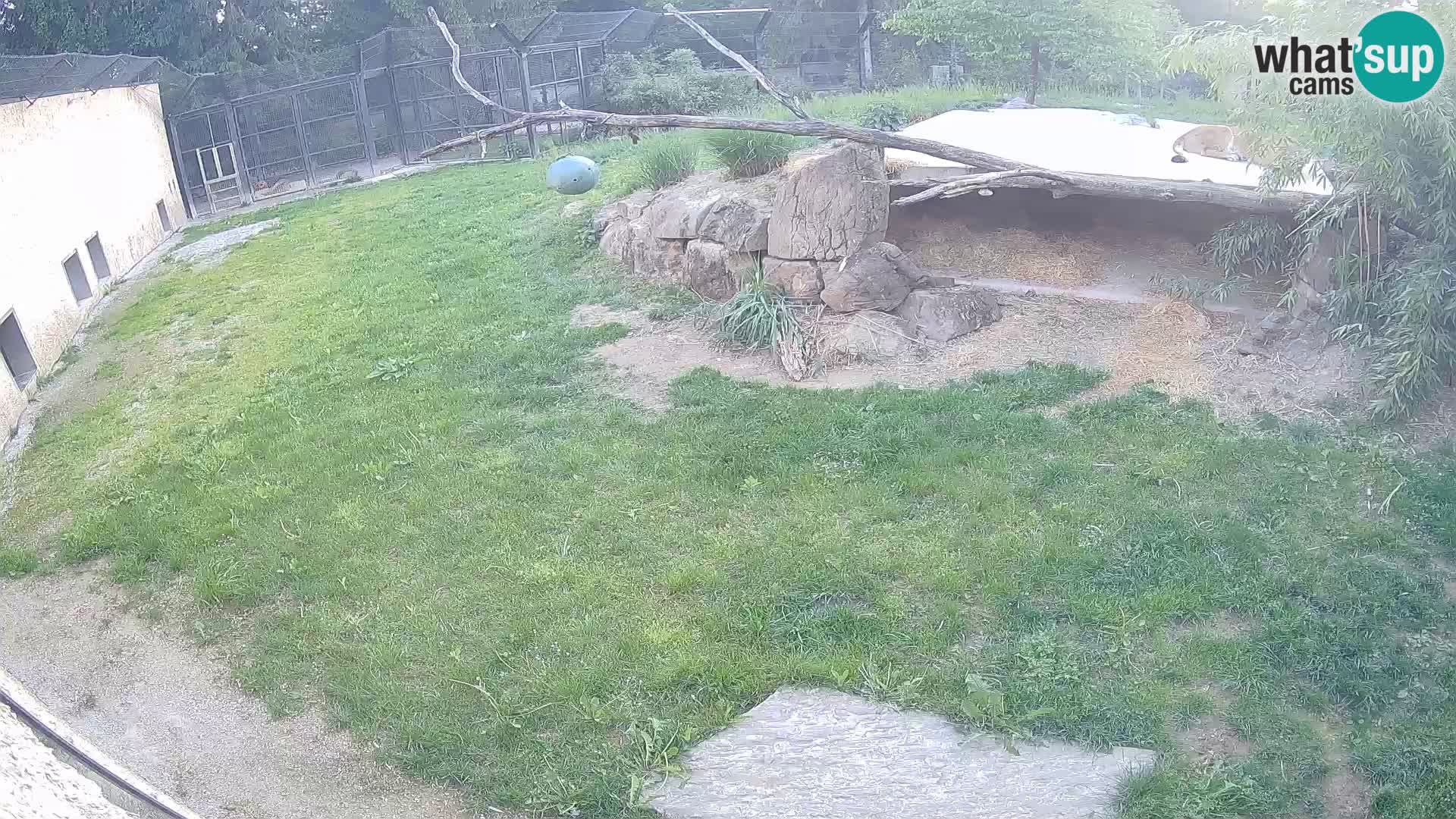 LION live Webcam in Ljubljana Zoo – Slovenia