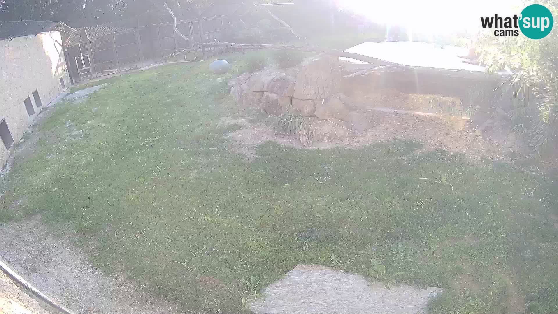 LION live Webcam in Ljubljana Zoo – Slovenia