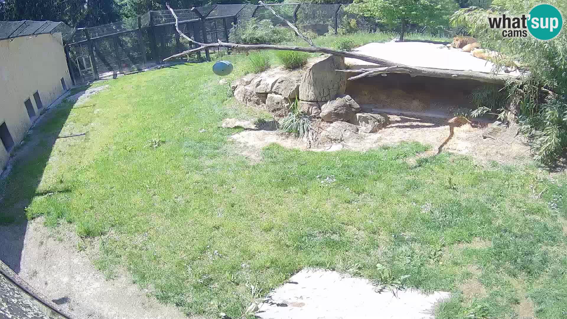 LEON Webcam en vivo en Ljubljana Zoo – Eslovenia