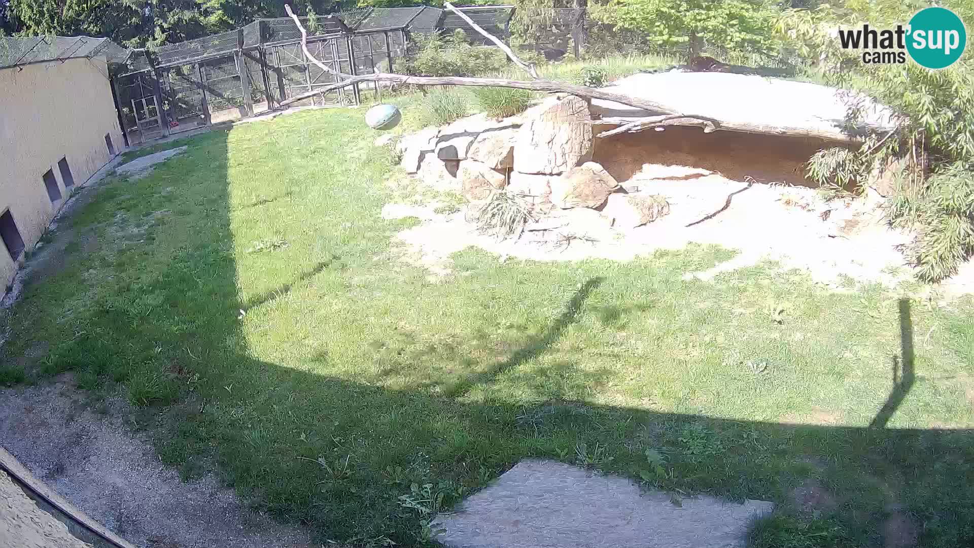 LEONE live Webcam nello zoo di Lubiana – Slovenia