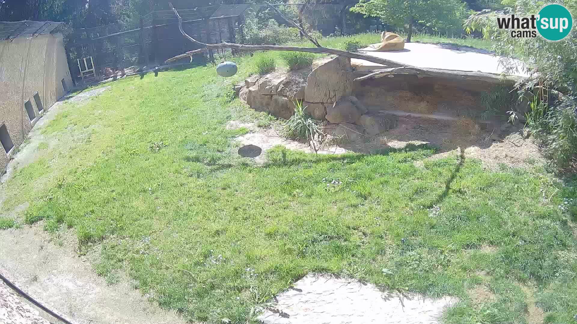 LEONE live Webcam nello zoo di Lubiana – Slovenia