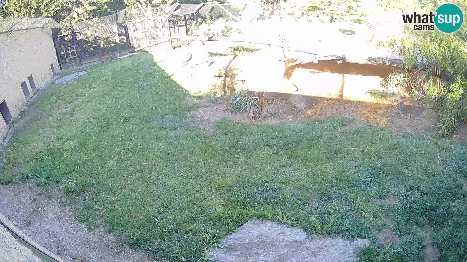 Lavovi web kamera uživo u ljubljanskom zoološkom vrtu – Slovenija