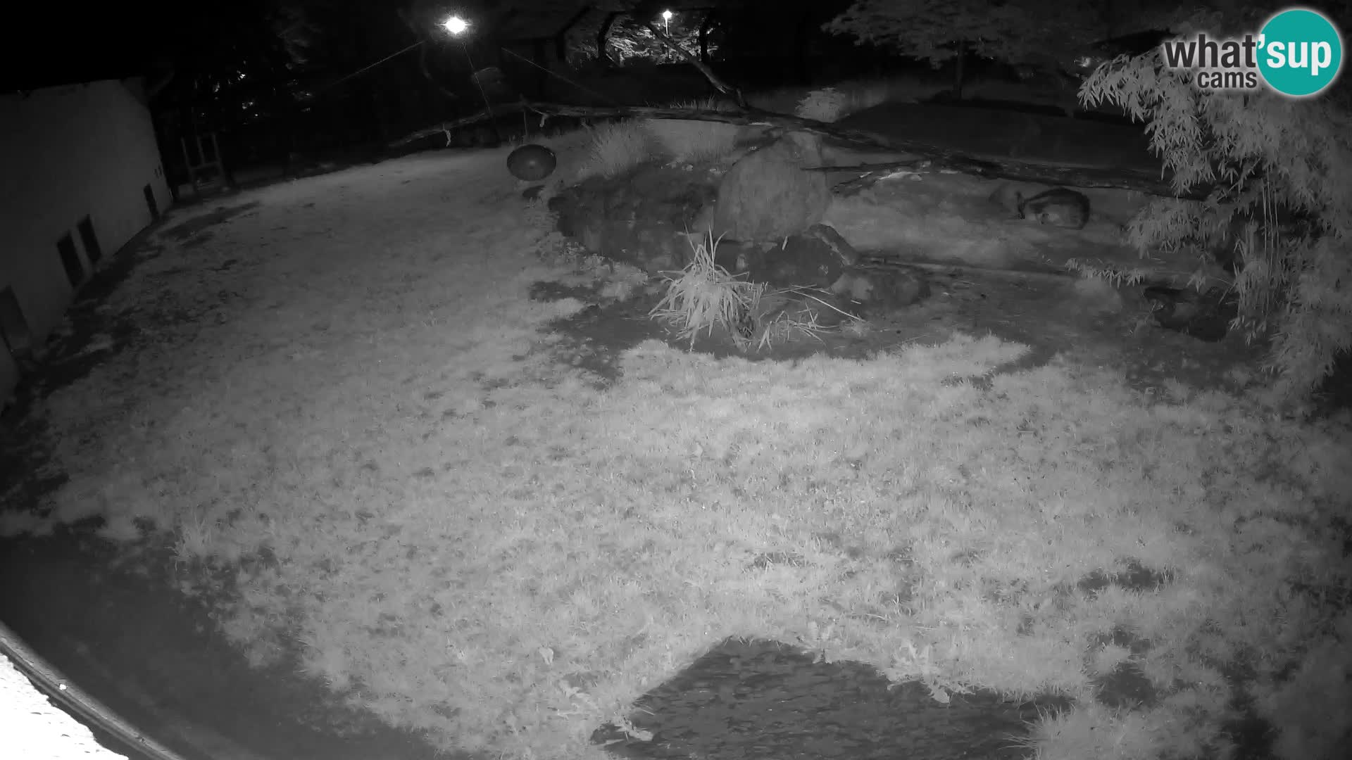 Löwe live Webcam im Zoo von Ljubljana – Slowenien